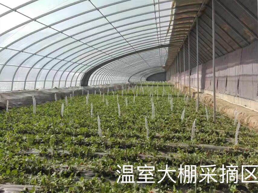 智能温室采摘区